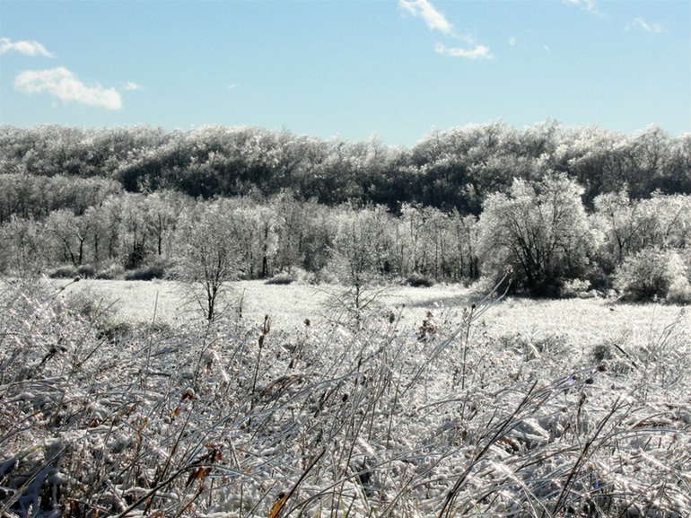 Grassy Field