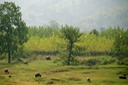 Grazing Along Li River