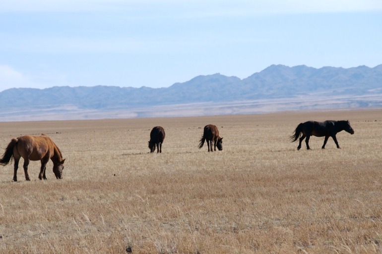 Horses on the Gobi Desert