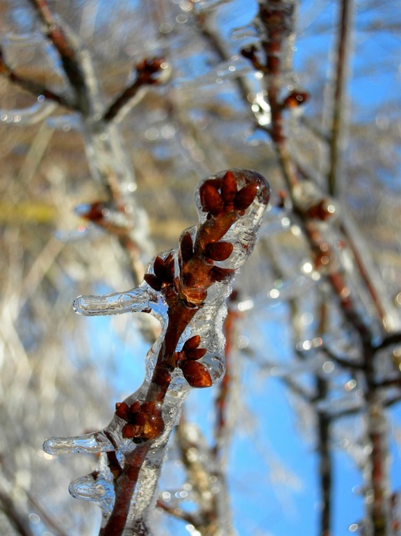 Icy Buds