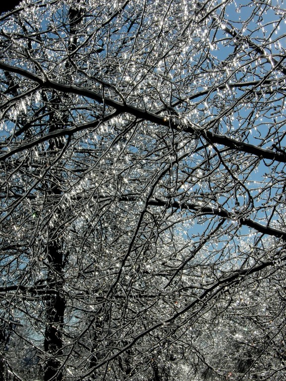 Icy Pear Tree