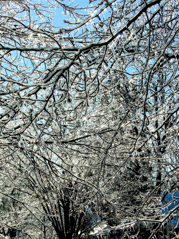 Icy Trees