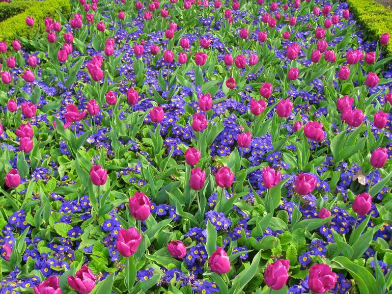 IMG_2481 UK Ireland 2010-04-24 16.19.00