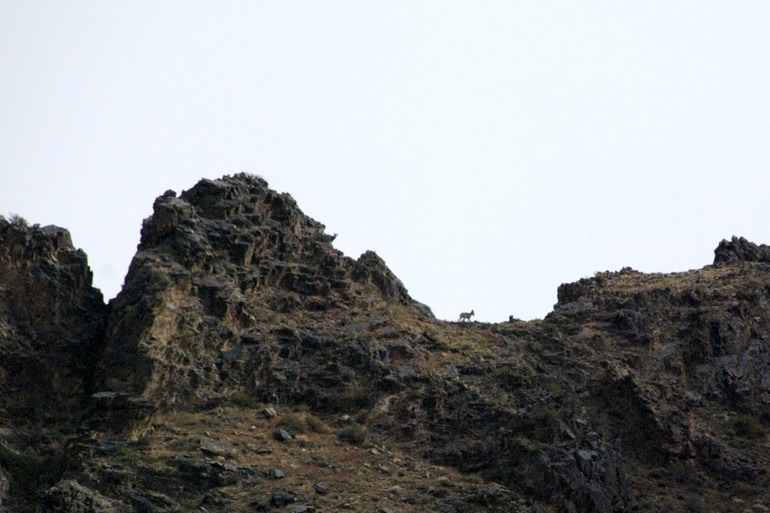 Mountain Goats