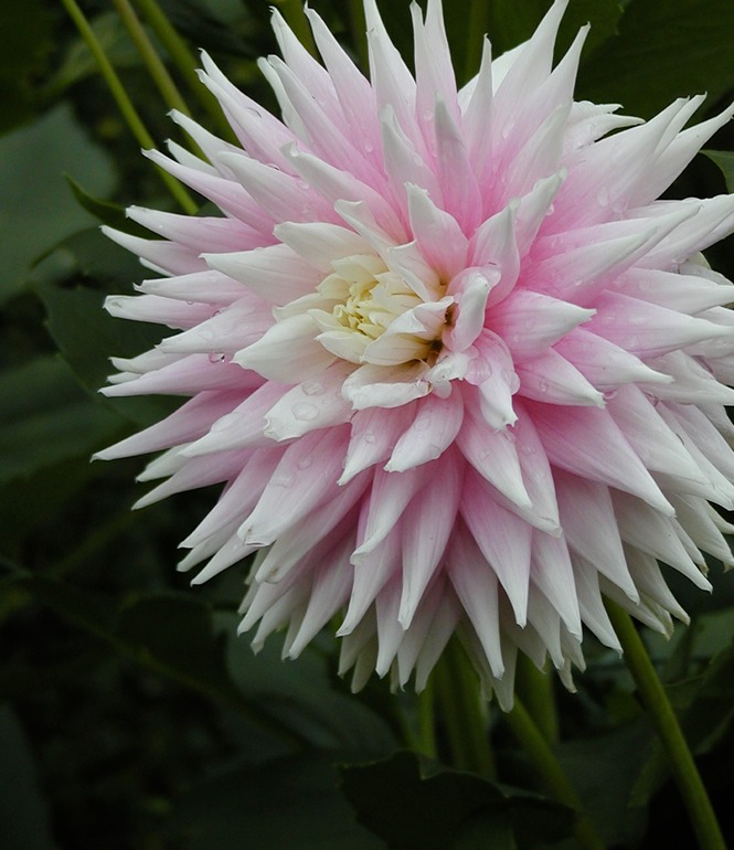 Dahlia