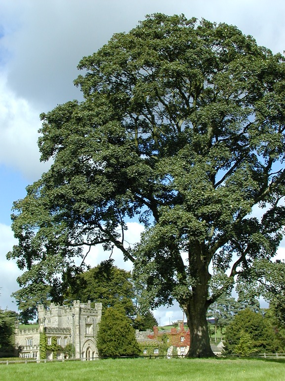 Tree at Bolton Abbey