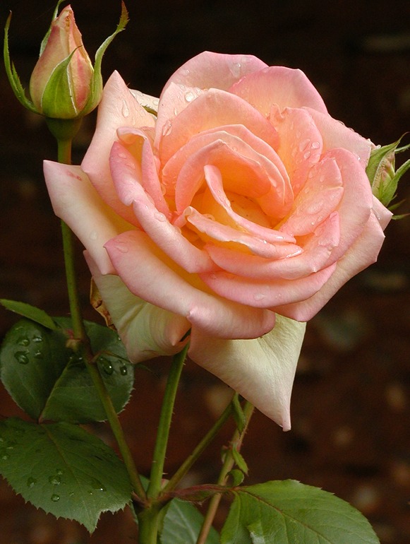Rose with Dew