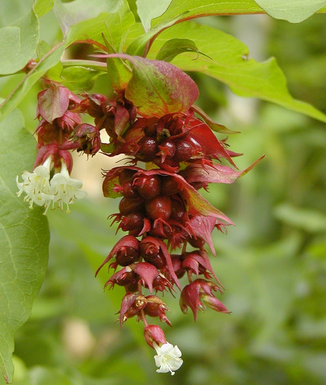 Hanging Flower