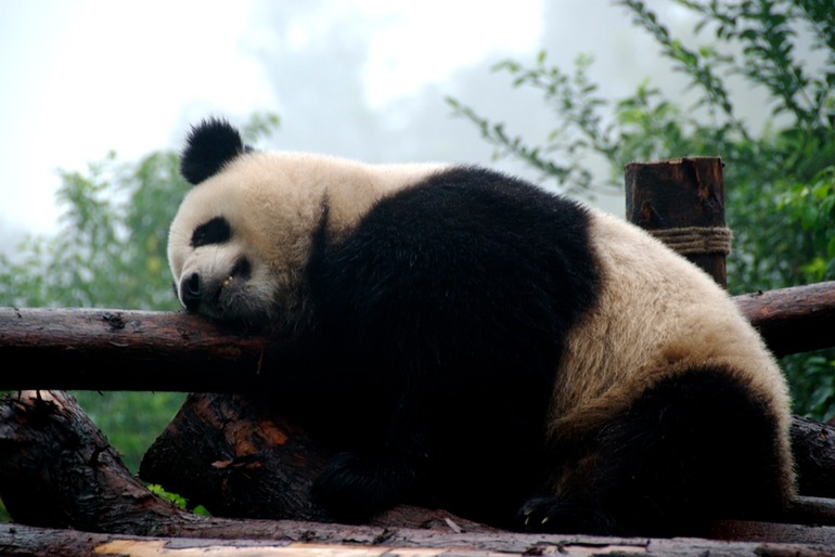 Pandas