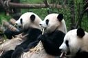 Pandas