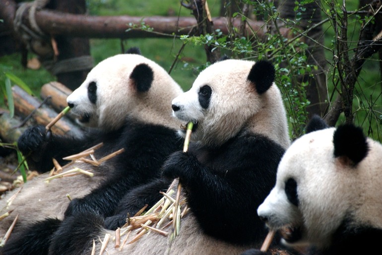 Pandas