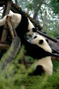 Pandas