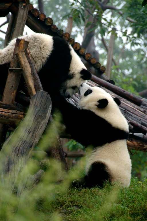 Pandas
