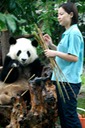 Pandas
