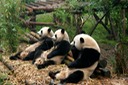 Pandas