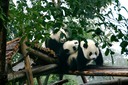 Pandas