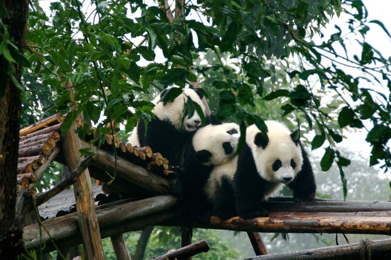 Pandas