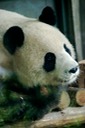 Pandas