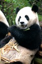 Pandas