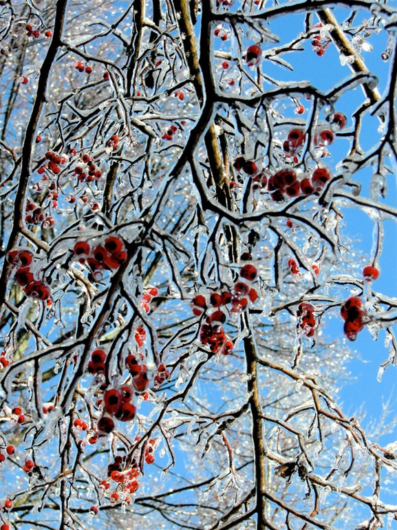 Red Berries and Blue Sky