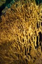 Reed Flute Cave