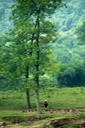 Riverside Scene on Li River