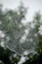 Spider Web