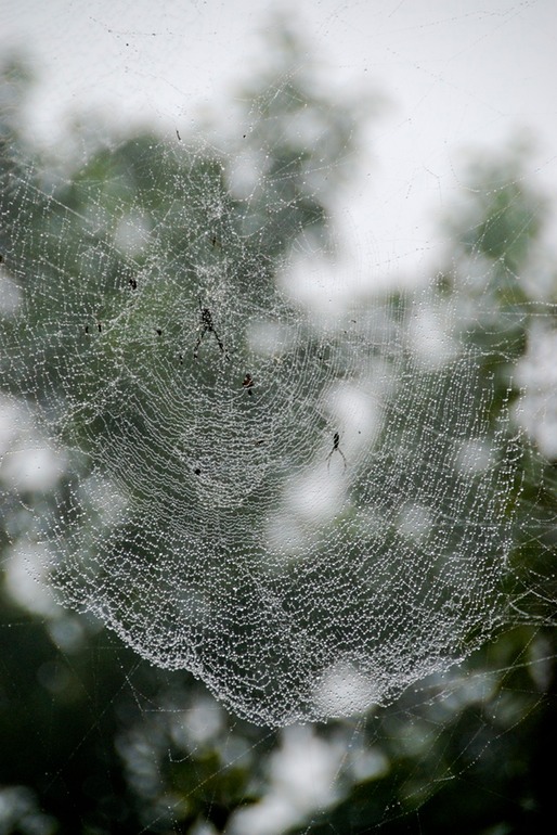 Spider Web