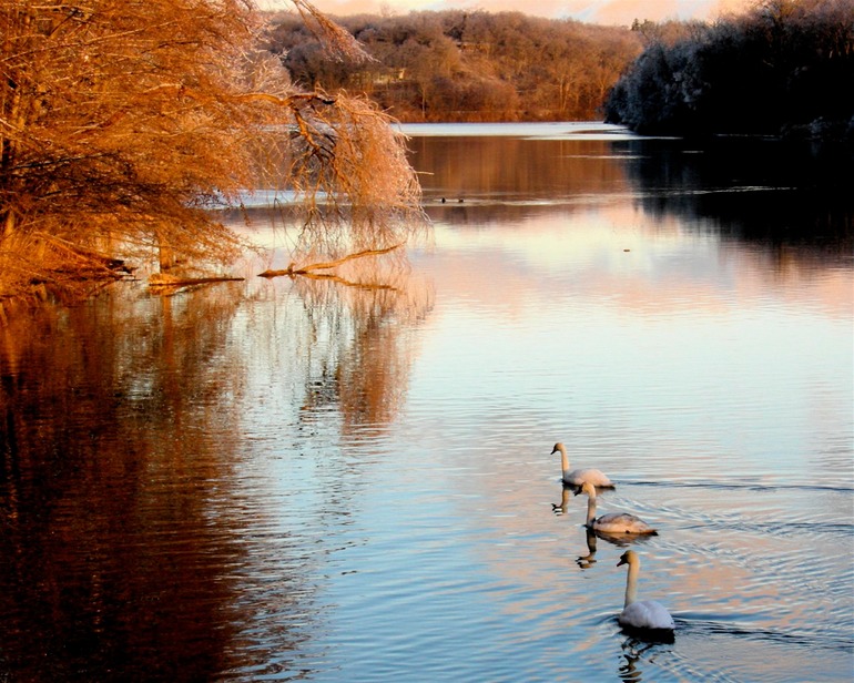 Swans in the Evening