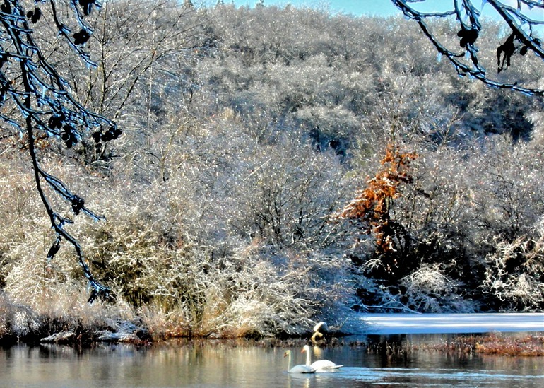 Swans on the River