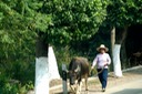 Taking Your Buffalo for a Walk