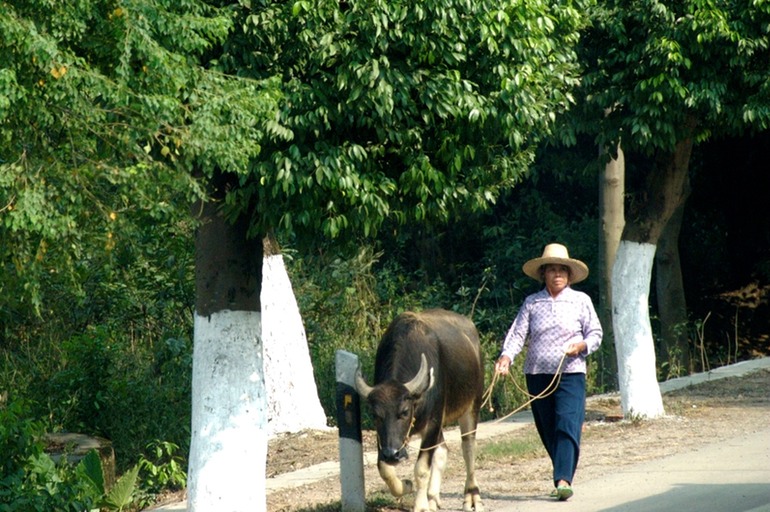 Taking Your Buffalo for a Walk