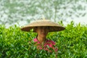 Tea Field