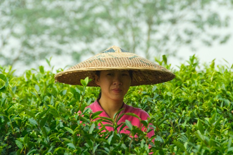 Tea Field