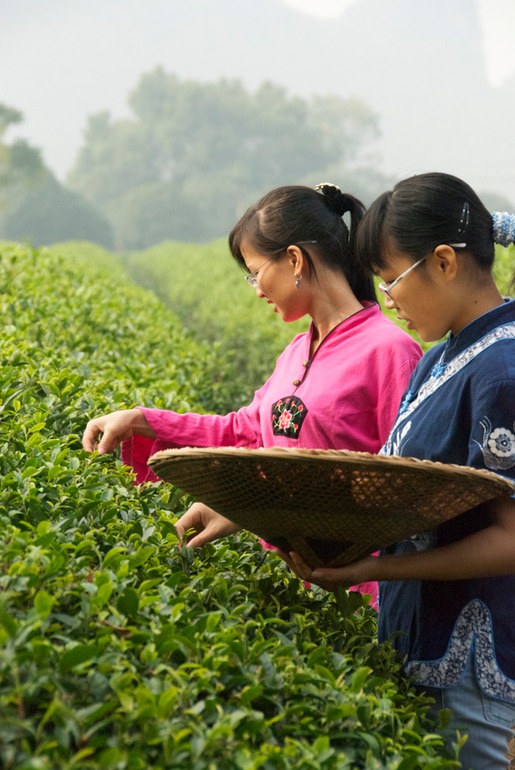 Tea Picking