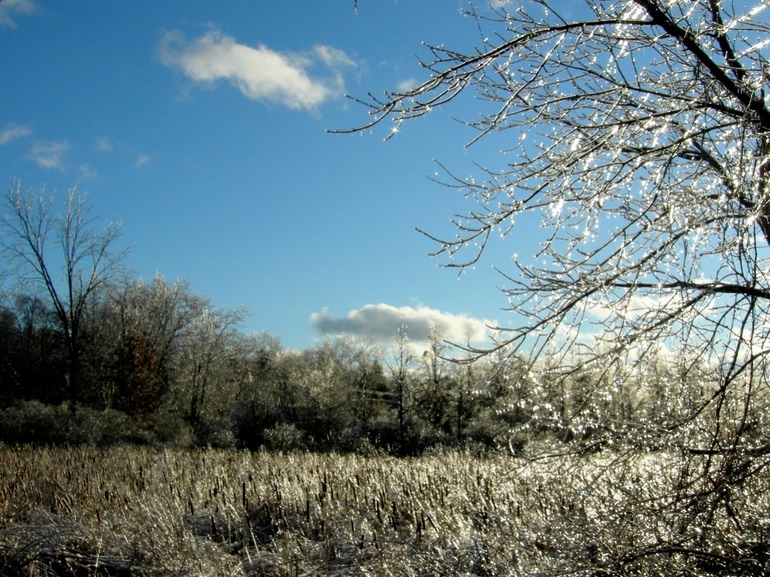 Trees and Cat Tails