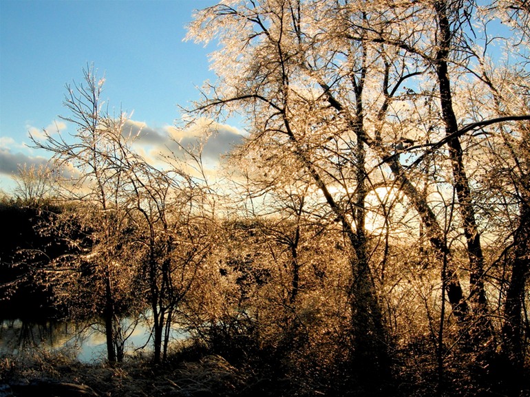 Trees at Sunset