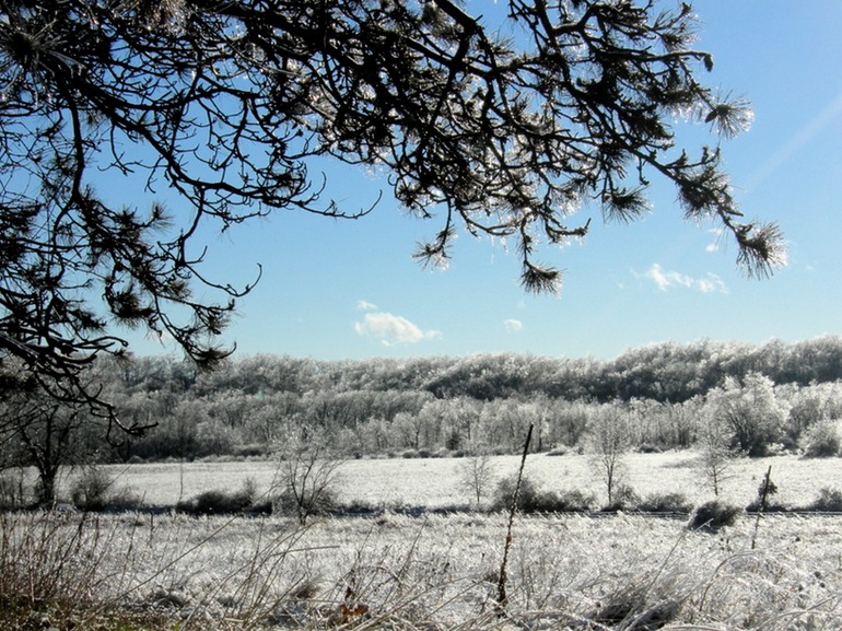 Trees Over Grassy Field