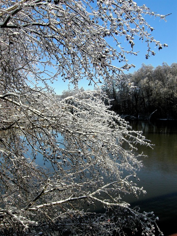 Trees Over Huron River