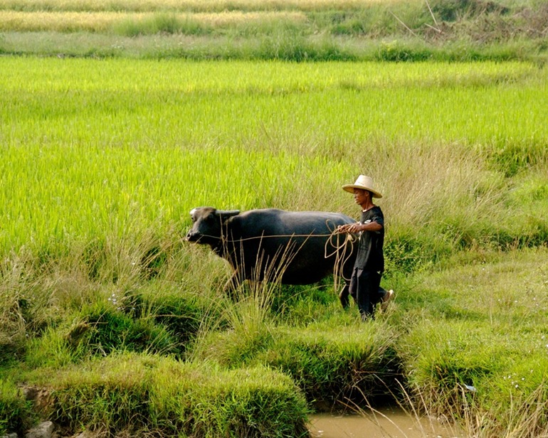 Water Buffalo in Field