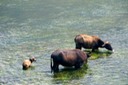 Water Buffalo
