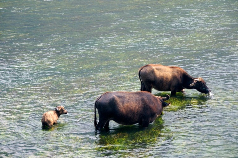 Water Buffalo